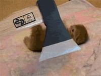Котовторник. А как же?!