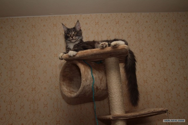 Котейкин вторник! Космический 12.04!