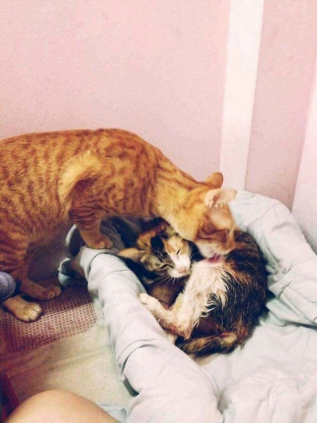 Немного милоты