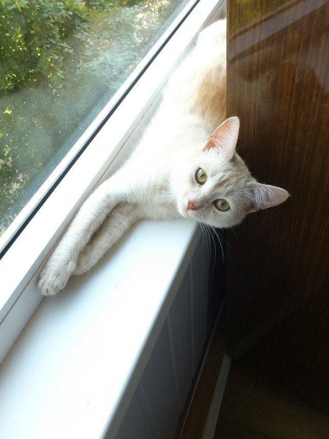 Сонный Котовторник