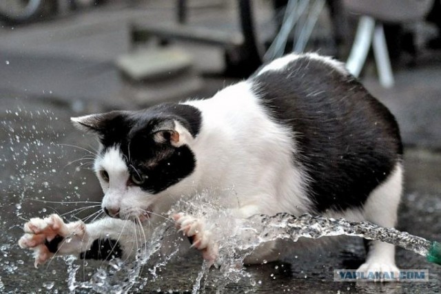 Котовторник в "КотоГетто"