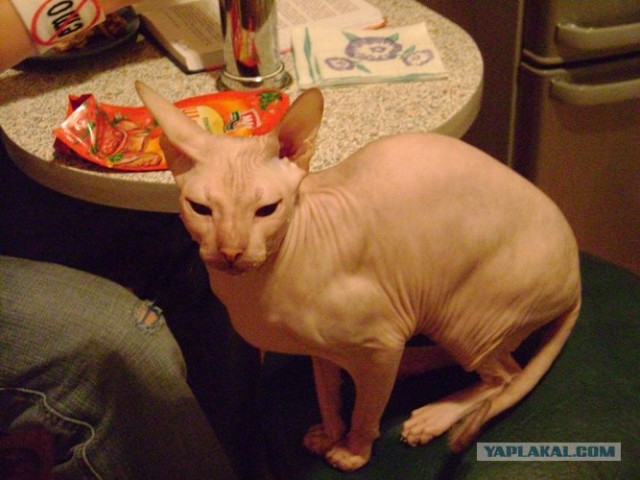 Котовторник (15.05.2012)