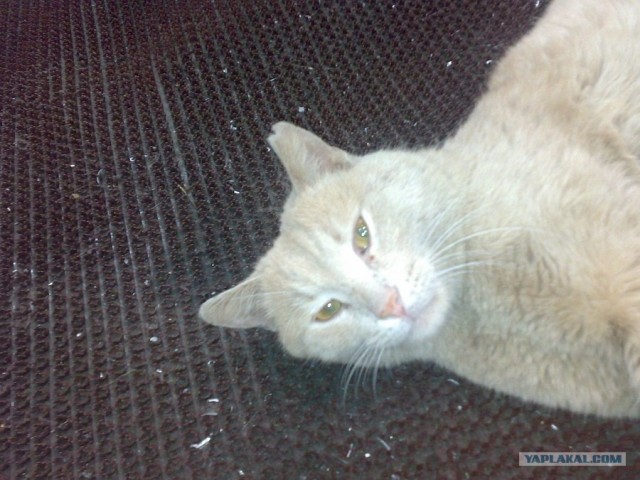 Котовторник  19.06.2012