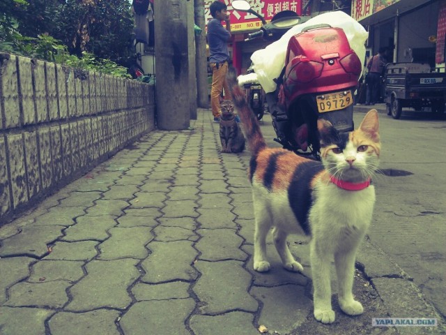 Котовторник ( 23.10. 2012. )