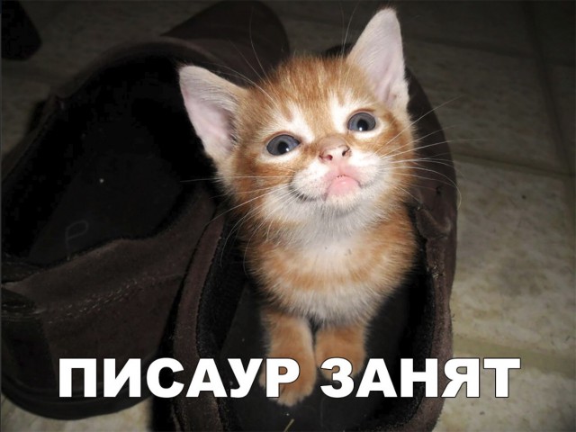 Забавные фото котеек