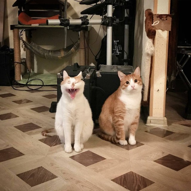 Прикольных котов пост