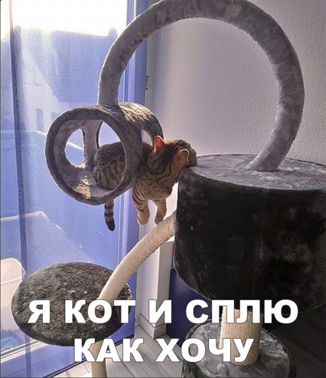 Забавные фото котеек