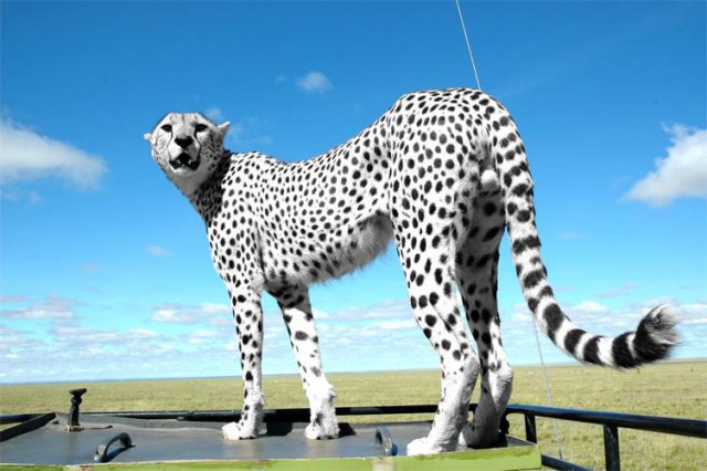 Дикий котовторник