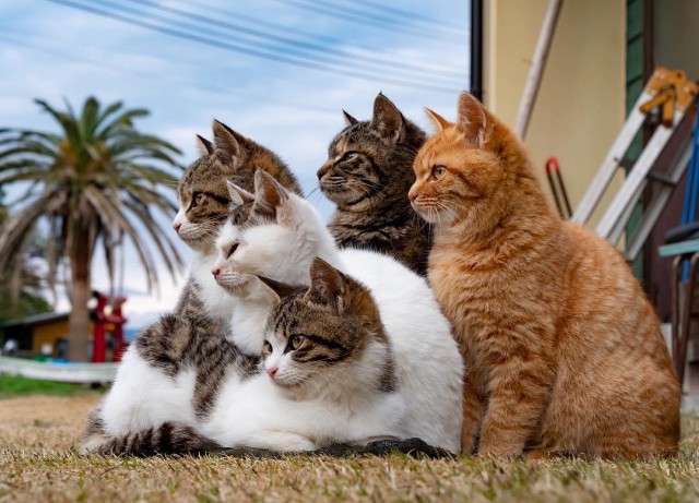 Котовторник! начнем? 04.06.19