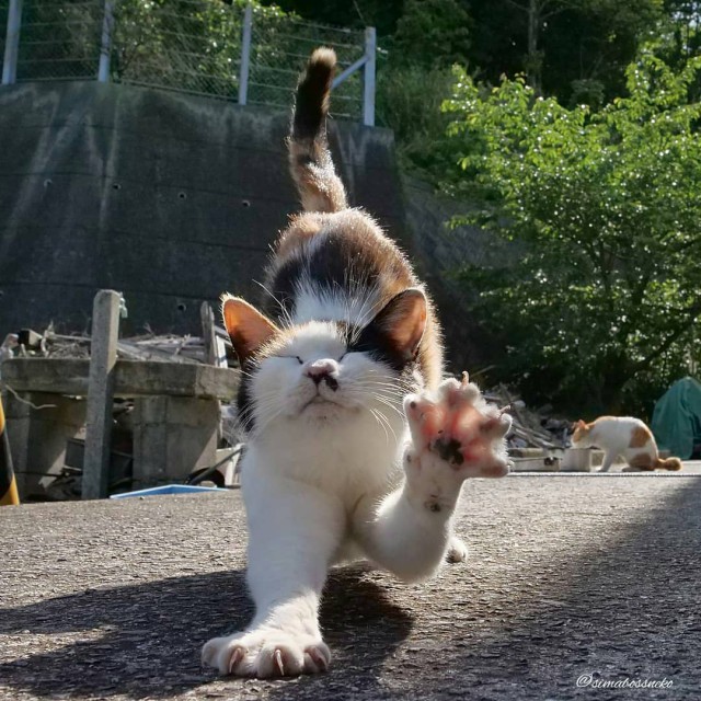 Котовторник однако