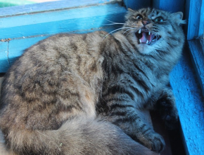Кошиная жесть