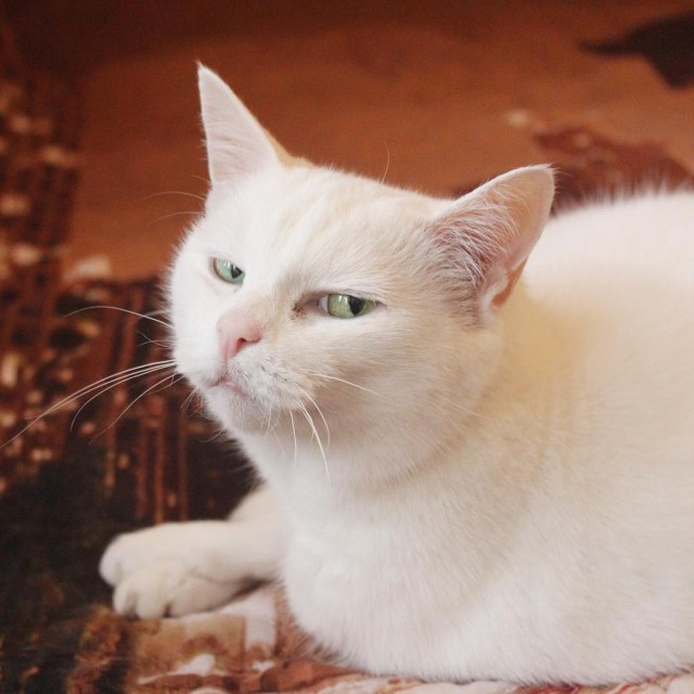 Котовторник 28.01.2020