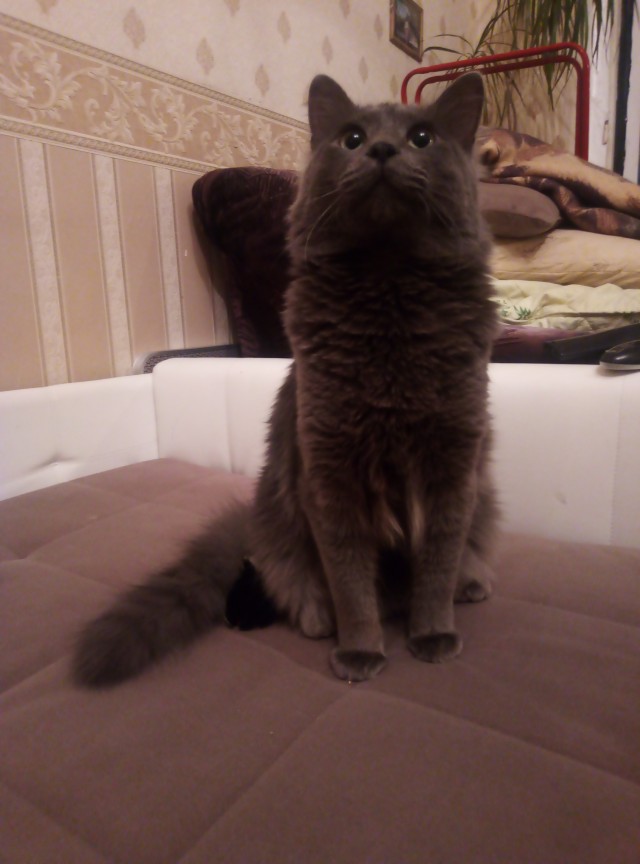 Дети притащили мелочь кошачью
