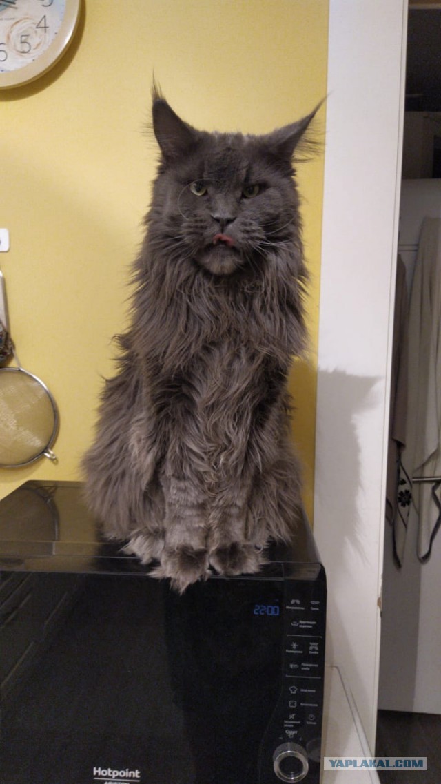 Ну, с котовторником!