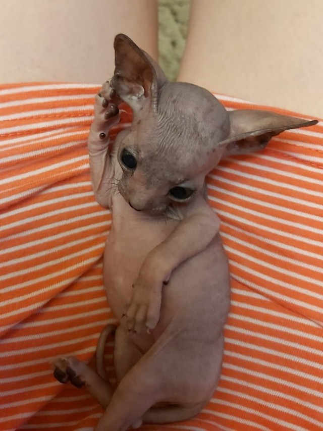 Про котов