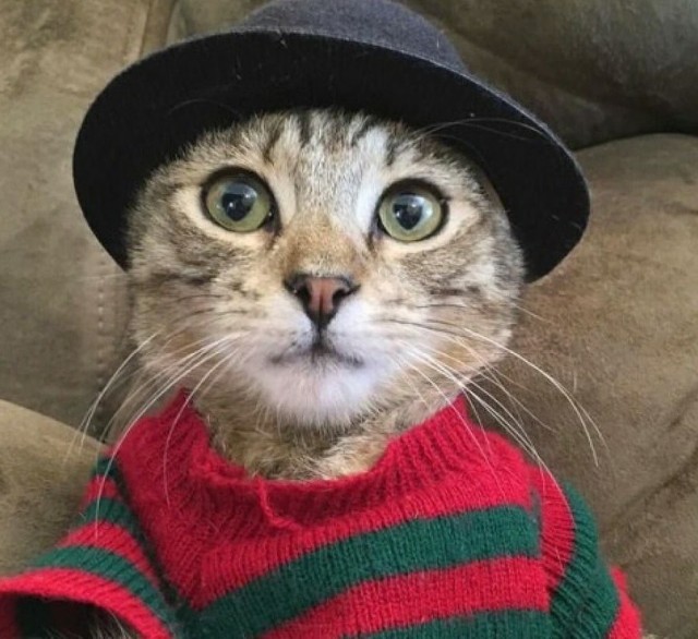 Последний котовторник 2020 года