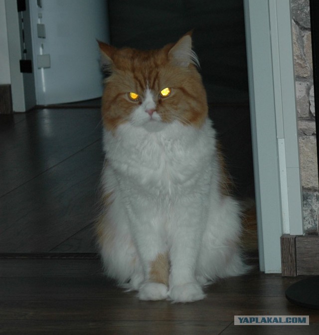 Кот, который не любит Новый год