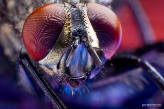 Покормил муху сахаром