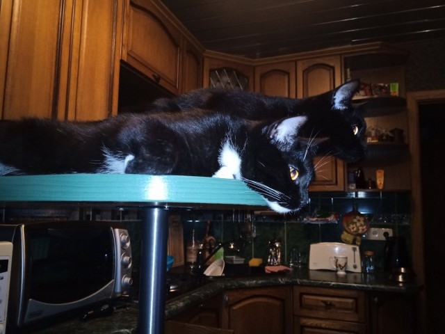 Откачали усатого: Во время пожара в Белогорске спасателям пришлось реанимировать кота