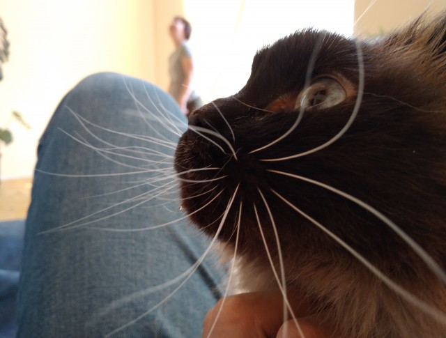 Вторник-кото