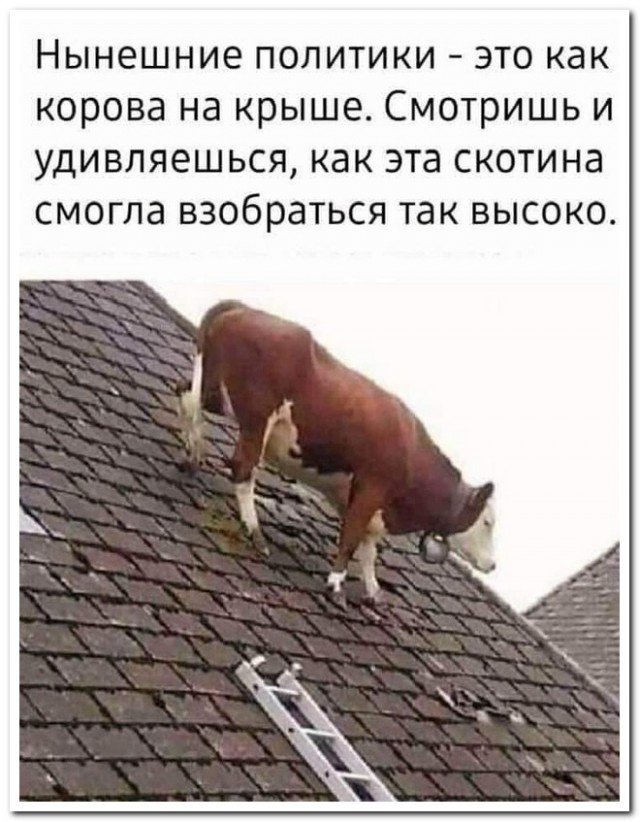 Забавные комментарии из социальных сетей 24.05.21