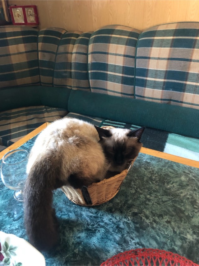 Хоба! Котовторник!