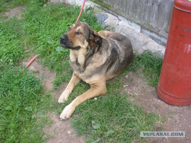 Жизнь домашнего приюта для котеек 352