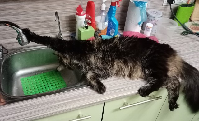 Котовторник 14.09.2021