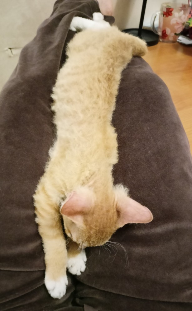 Котовторник 28.09.21