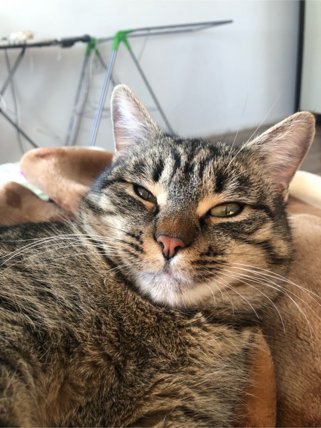 Котовторниковское
