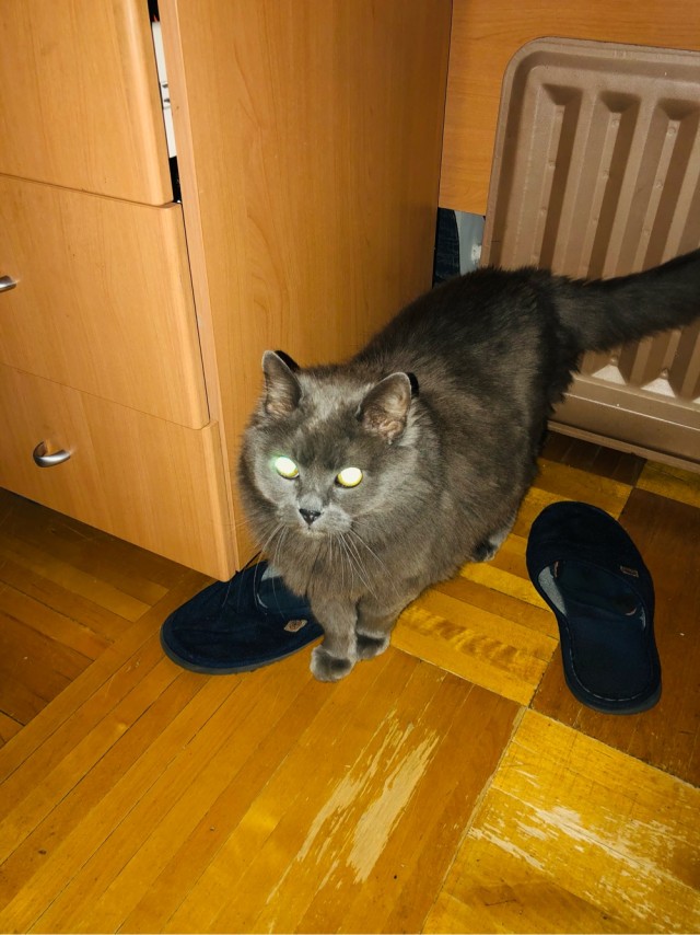 Долой политику, ура котикам!