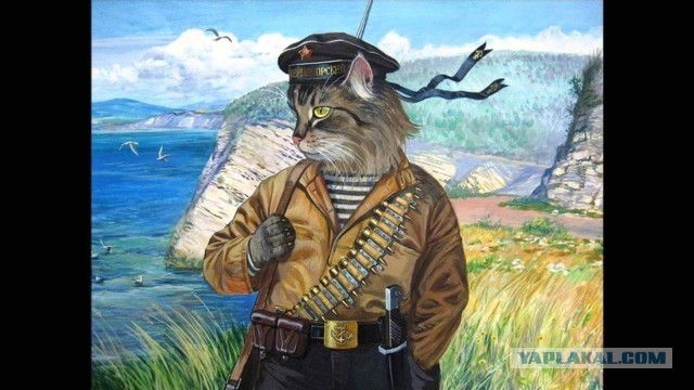 Война и Котики
