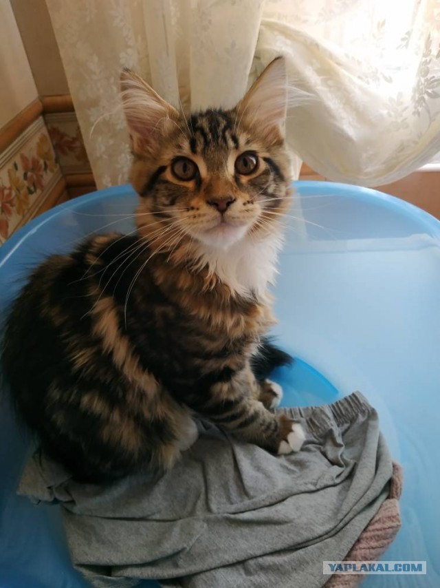 Котовторник ведь начался!