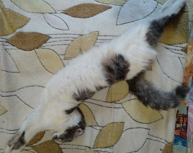 Начну котовторник чуть раньше!