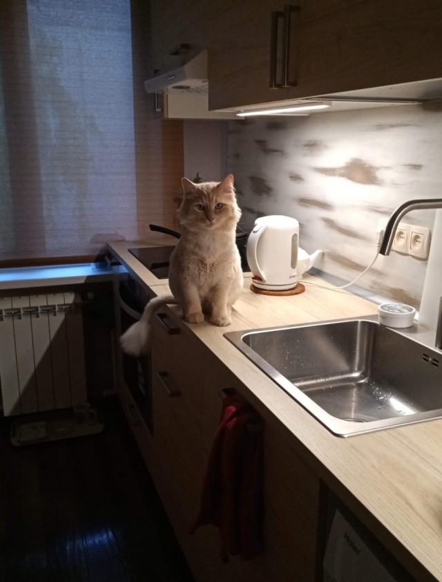 Прогнать кота невозможно