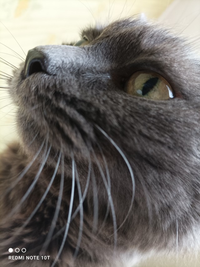 Котовторник 18.10.22