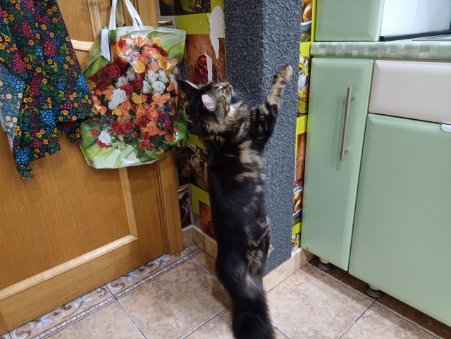 Кошка