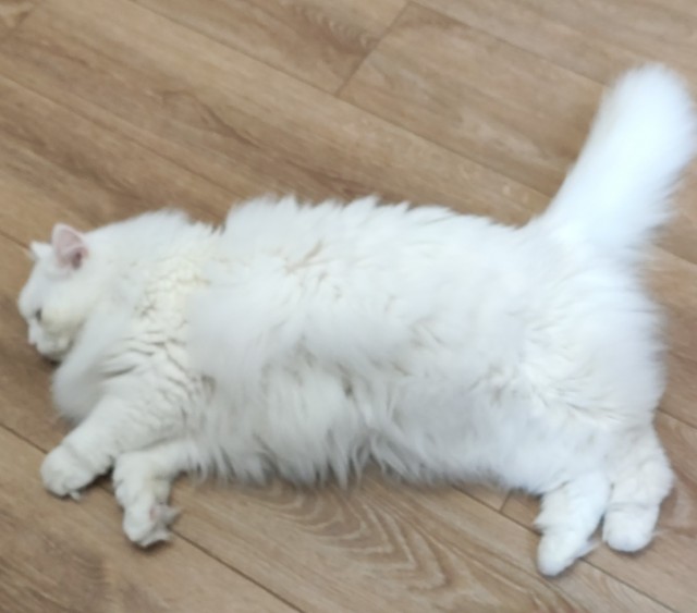 Котовторник 1.11.22
