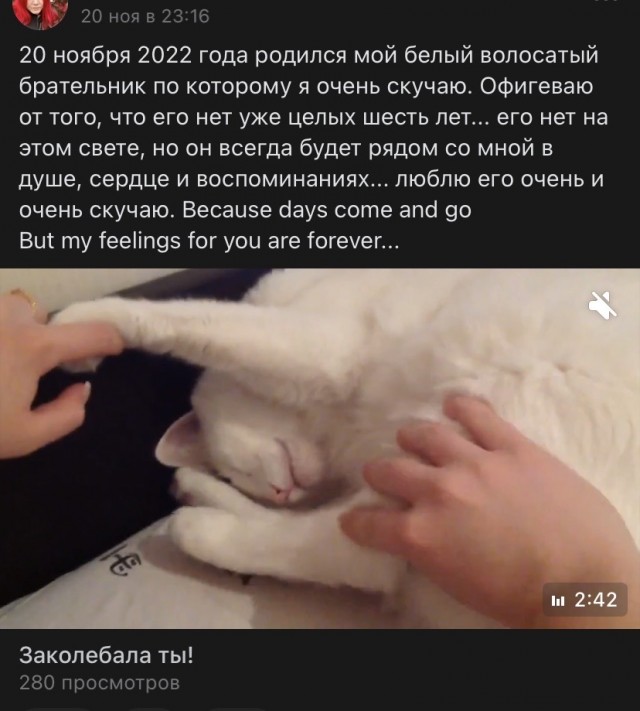 Про кота в четверг