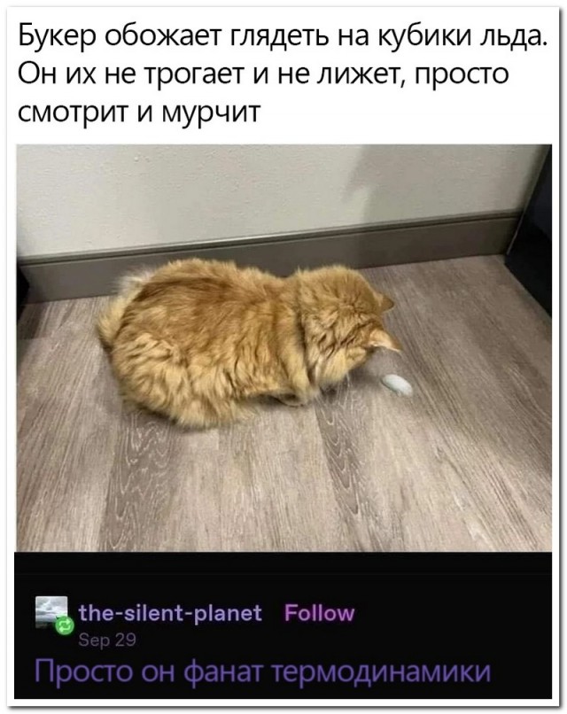 Забавные комментарии из социальных сетей (02.01.23)