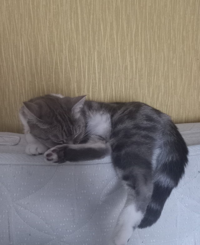 Позы для сна у кошек - что они означают?