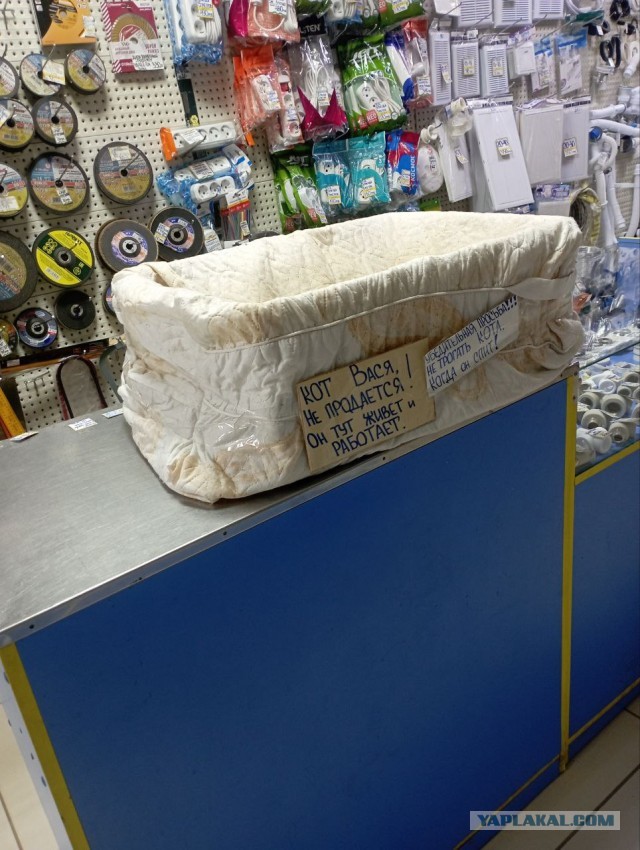Очень производственные коты