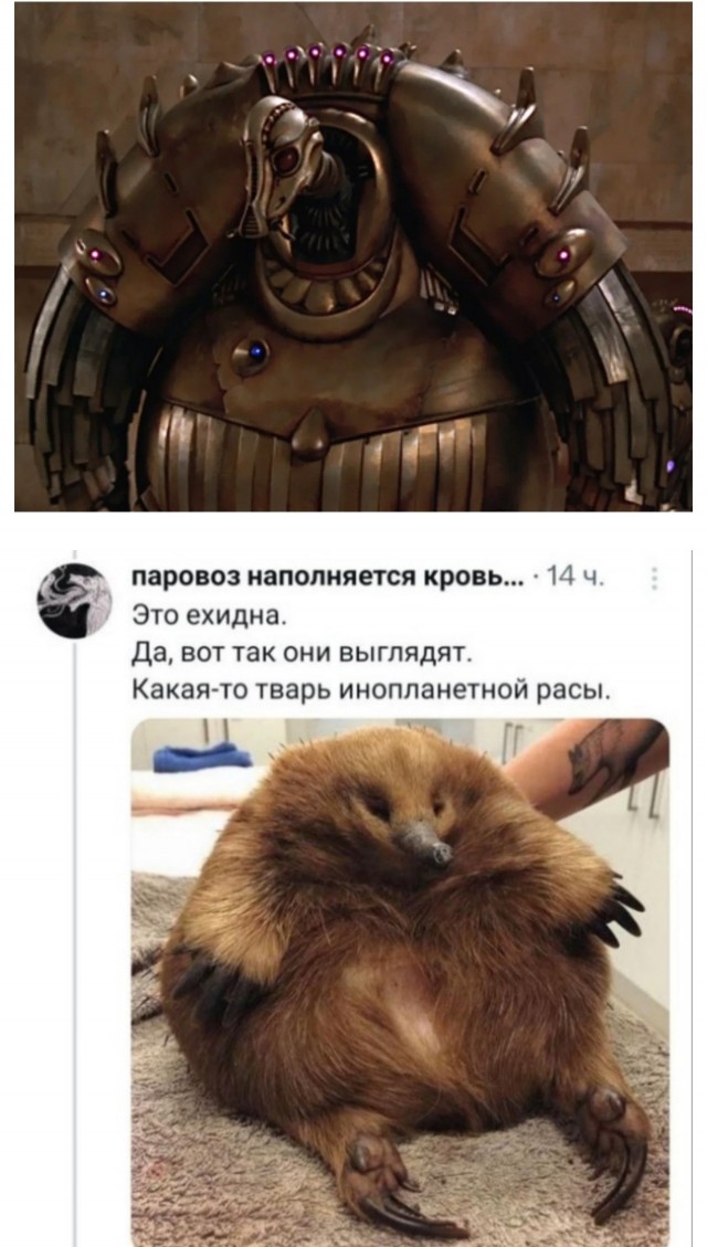 Необычные представители животного мира⁠⁠