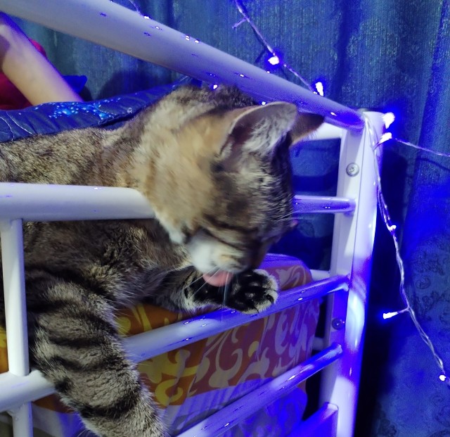 Котаны мои