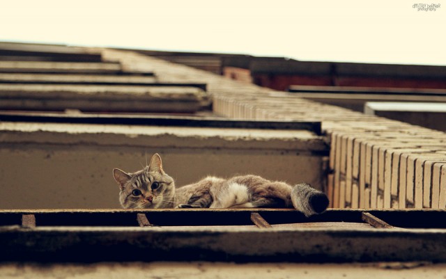 Котовторник  07.05.2013