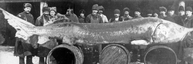 Про рыбов в Волгограде