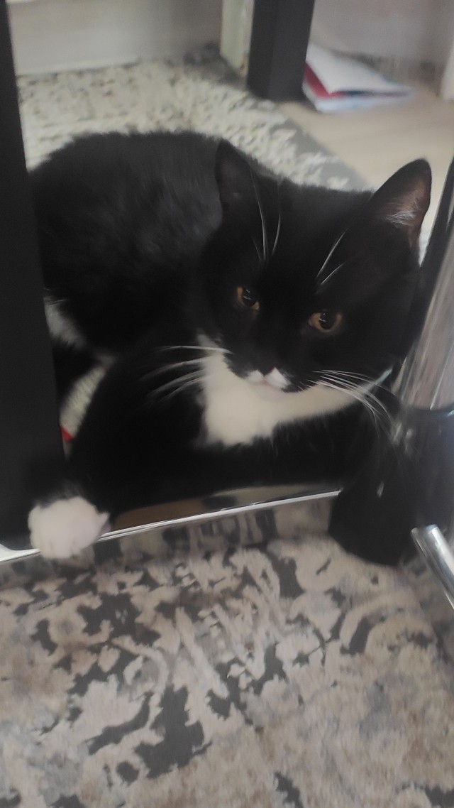 Всех с котовторником