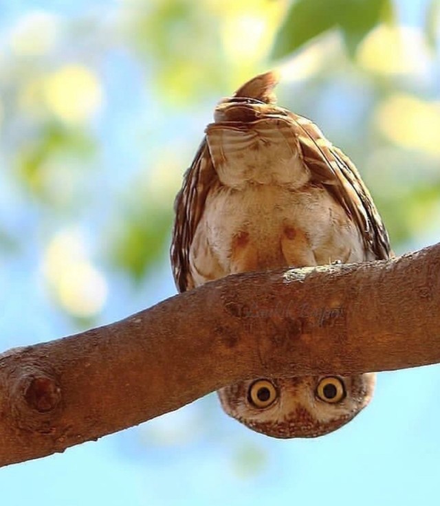 Пеший ястреб и медведи: 10 забавных кадров Comedy Wildlife Photography Awards
