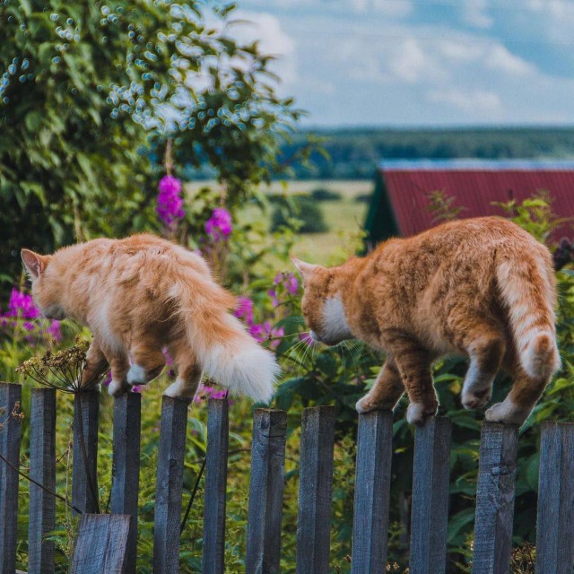 Коты деревенской породы