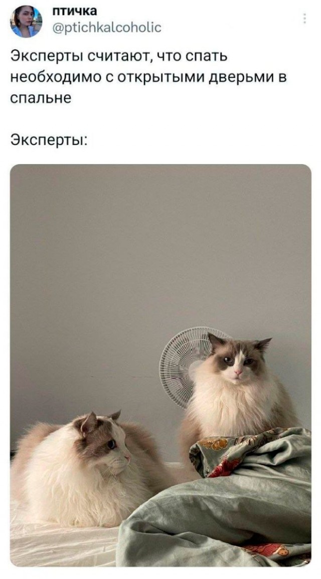Весёлый полтишок 02.07.24